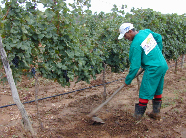 Novos projetos beneficiam agricultura familiar