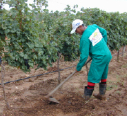 Novos projetos beneficiam agricultura familiar