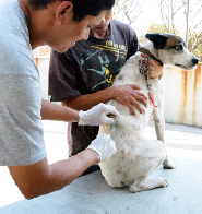 Meta é vacinar 100% dos animais
