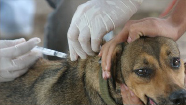 Zoonose de Sobral espera vacinar 100% dos animais 