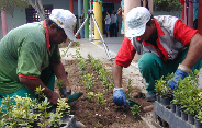 Banco de Mudas possui acervo de mais de 300 mil tipos de plantas