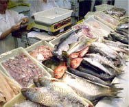 Olhos brilhantes e guelras vermelhas são características de peixe fresco