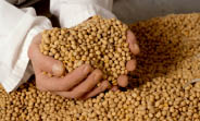 Mais de 3 agricultores foram cadastrados no programa Garantia Safra