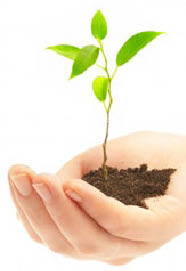 mãos plantando