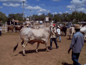b07-07_02.GIF (15523 bytes)