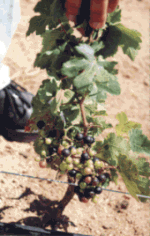 b09-07_03.GIF (25461 bytes)